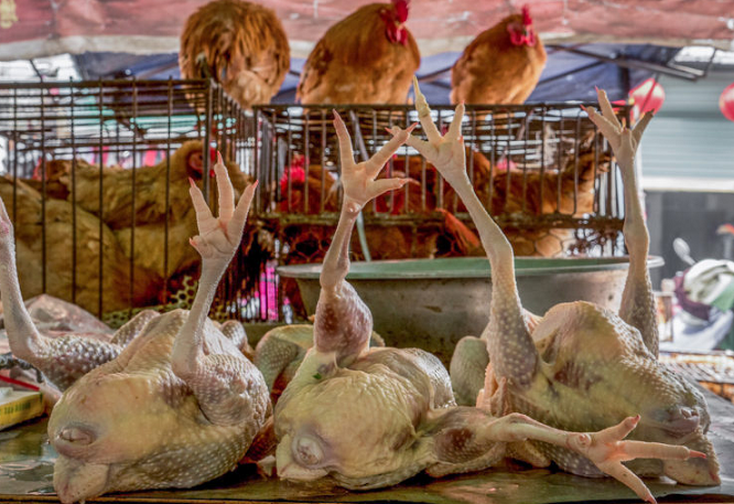 СЗО повикува да се забрани продажба на живи животни на пазарите со храна