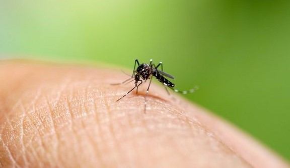 Шилегов најави офанзива против комарците –  Оваа сабота ќе се прска против ларви од комарци