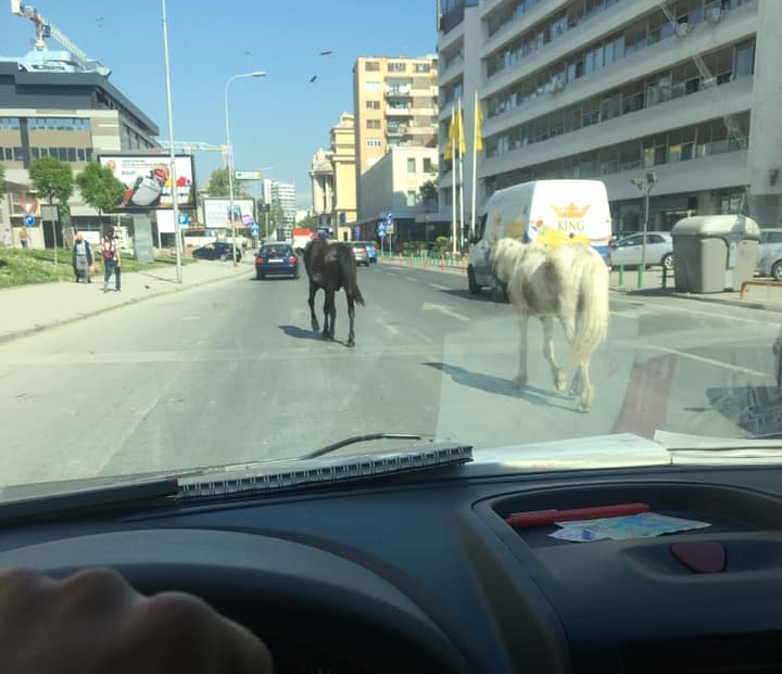 (ФОТО) Bо центарот на град Скопје слободно си шетаат коњи