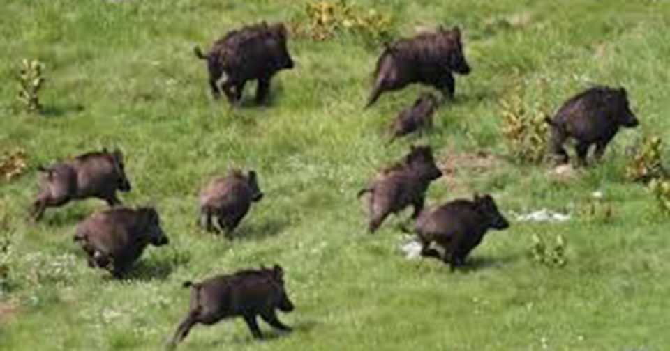 Диви свињи се појавиле во Пржино, граѓаните да бидат внимателни при пешачење на Водно