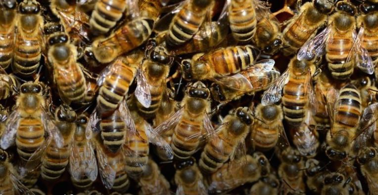 Холандските научници тренираат пчели да ја детектираат короната со сетилото за мирис