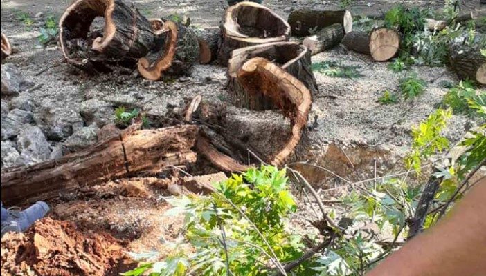 Богдановиќ: Исечени се 13 дрвја на „Орце Николов“