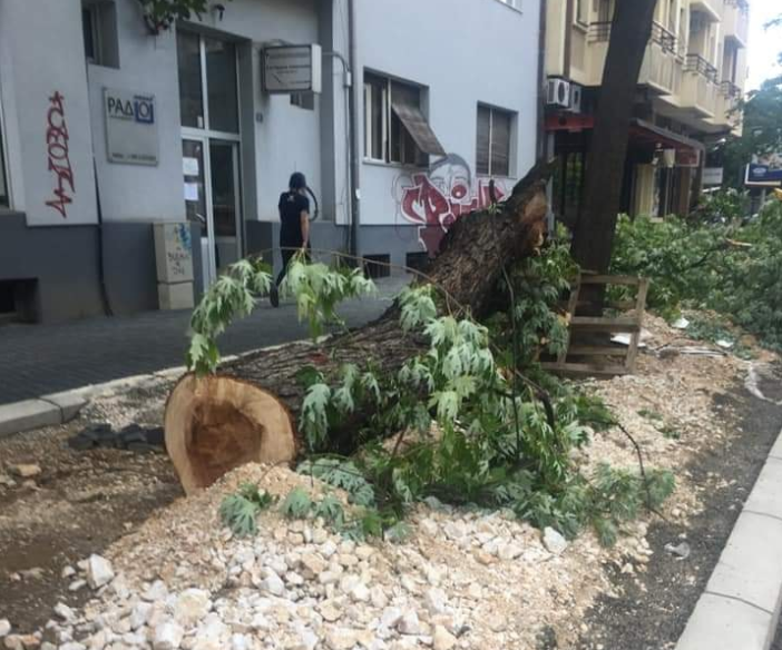 Исечените дрва на „Орце Николов“ биле заболени:  Богдановиќ ќе сади нови