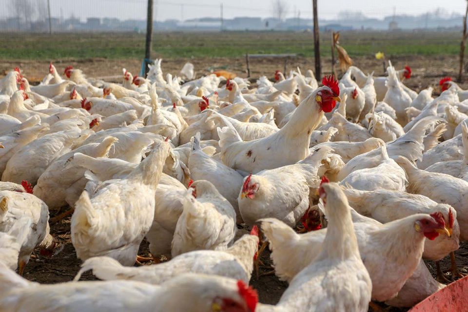 Потврдени првите случаи со птичји грип во Албанија