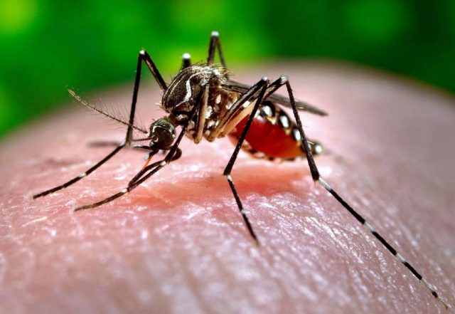 Домашни намирници кои ќе ви помогнат да го ублажите чешањето од убод од комарци