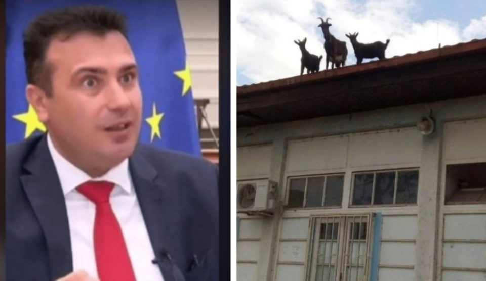 (ФОТО) НЕОЧЕКУВАНИ ГОСТИ: Кози се искачија на кровот на нервното одделение во Струмица!