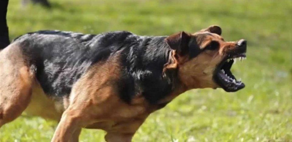 ВНИМАВАЈТЕ: Во ГТЦ куче-скитник нападна скопјанец