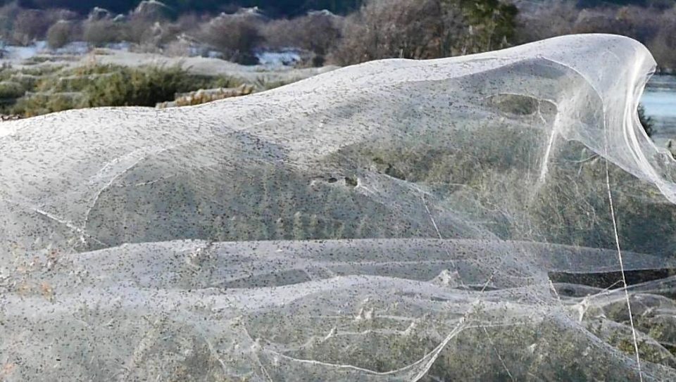 (ВИДЕО) Мрежи од пајаци ја покрија Австралија