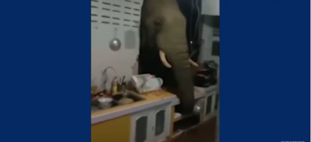 (ВИДЕО) Семејство бара спас од слон што постојано им влегува дома за да се нагости