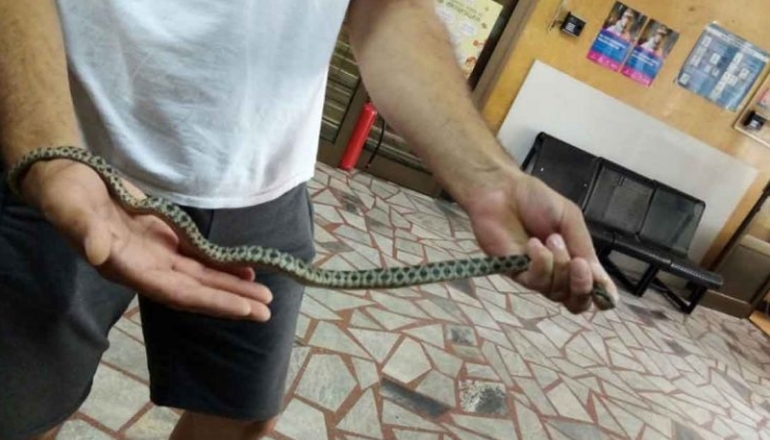 (ФОТО) Во Скопје „врие“ од змии, фатена и во Министерството за здравство