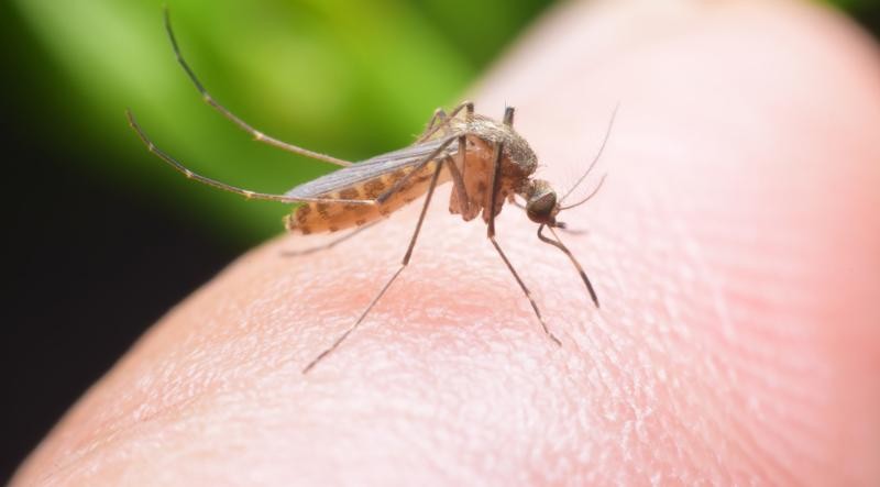 Кој витамин да го внесувате за да бегаат комарците од вас, советува Д-р Несторовиќ