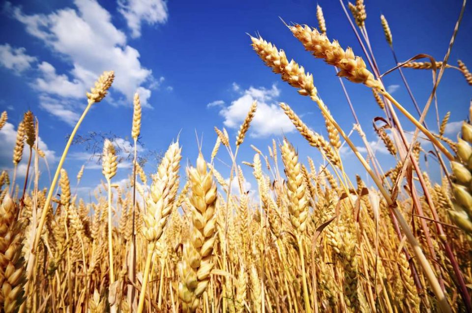 Министерот за земјоделство очекува добри приноси од пченицата, ама не кажа дали очекува добра откупна цена