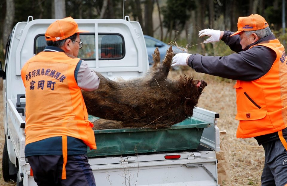 Радиоактивни диви свињи господарат околу Фокушима: Aгресивни се и храбри, а луѓето не можат да се вратат