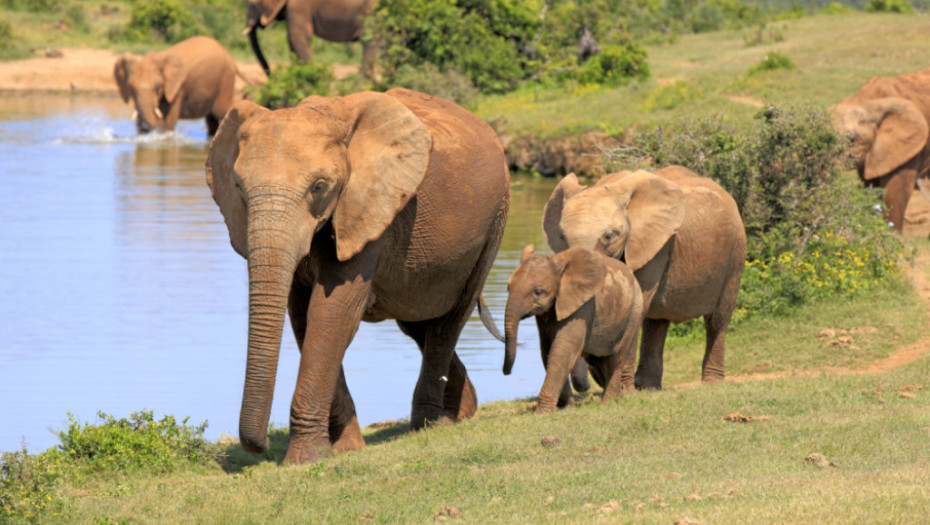 Слонови ќе летаат од Англија до дивините на Кенија