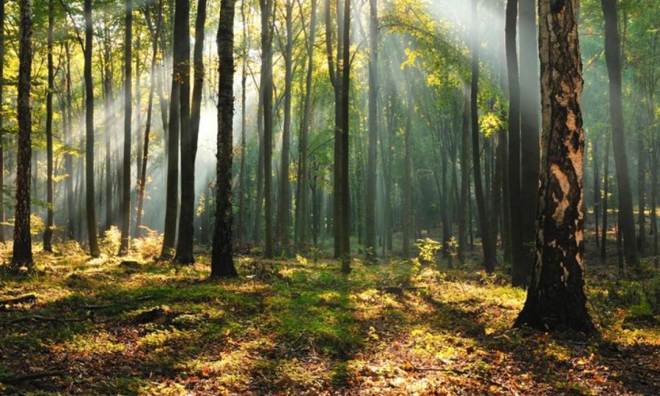 Делумна забрана за движење во шумите и шумското земјиште