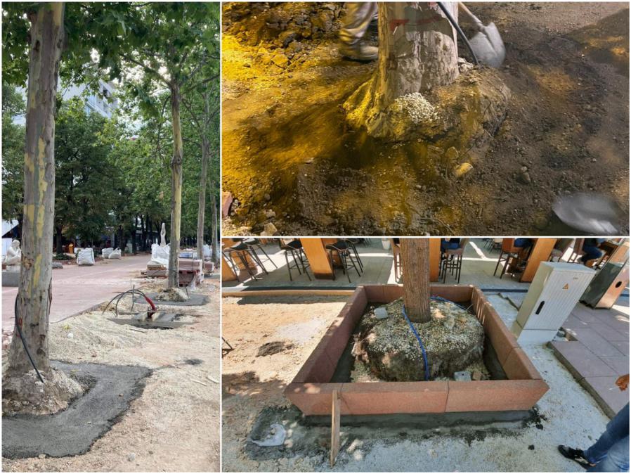 Град Скопје вината ја префрли кај изведувачот: Дрвјата биле бетонирани по грешка