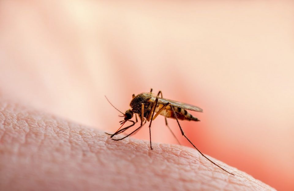 Во среда во Скопје ќе се прска против комарци