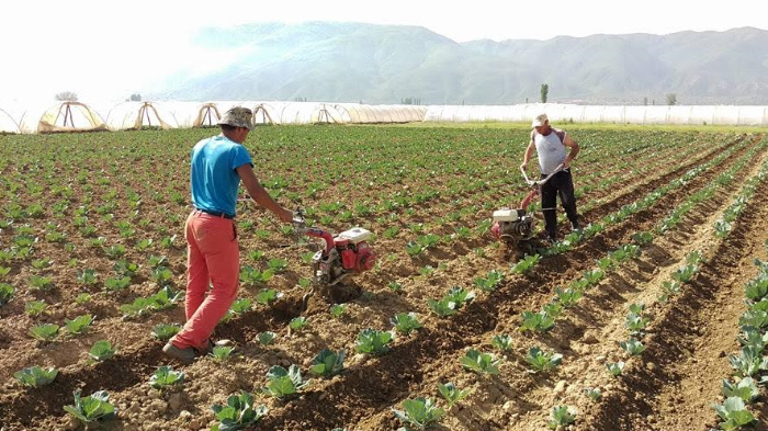 Бесими: Дополнителна поддршка за земјоделците преку нов фонд и повеќе средства за зелен развој