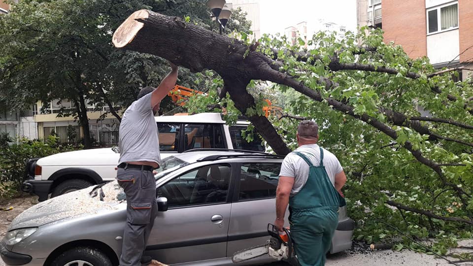 (ФОТО) Искршени дрва по силниот ветер во Скопје