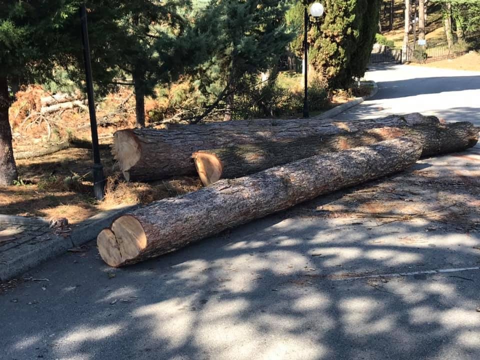 Нема спас од кражбата на огревни дрва: Нелегално сечел и се заканувал на Шумската полиција