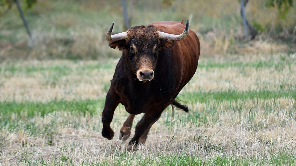 Трагедија во Штип: Маж загинал по напад од бик