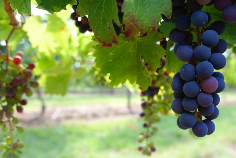 Лозарите со апел: Да не се продава грозјето под 20 денари