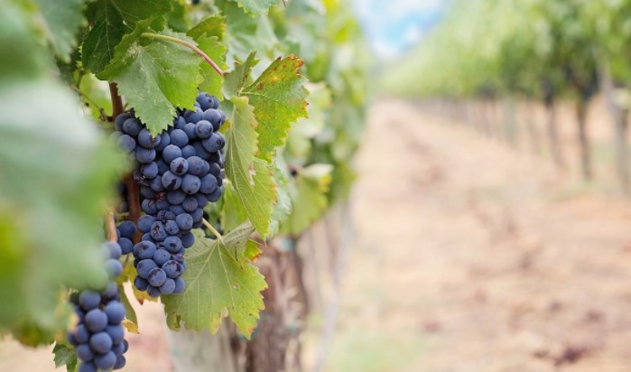 Министерот Хоџа им гарантира на лозарите дека нема да остане неоткупено грозје