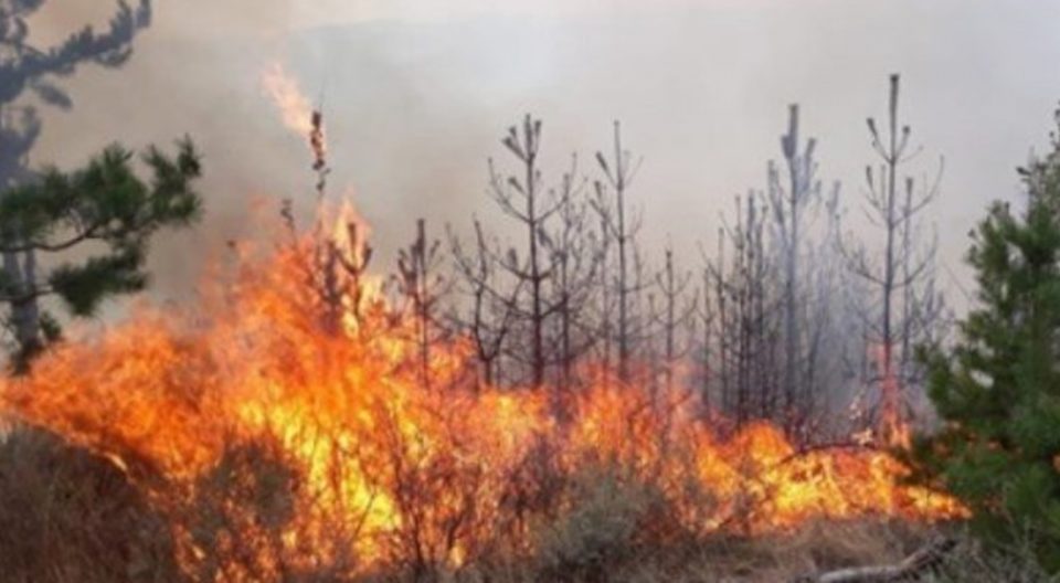 Најмалку 8 години затвор за намерно предизвикување шумски пожар во Македонија