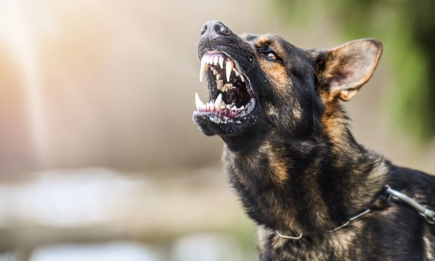 Напад од кучиња скитници во Кичево
