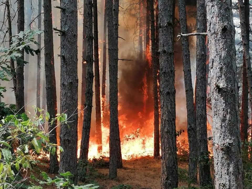 Жителите на Робово во паника: Изгоре се, пожарот е до куќите, три дена никој не дојде