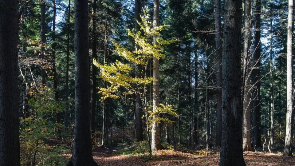 Повеќе од 17.000 видови дрвја во светот можат наскоро да исчезнат