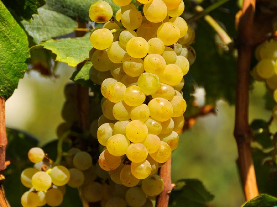 Корегирани откупните цени за „смедеревка“ и за „вранец“: Винариите ќе ја надоместат разликата на веќе предаденото грозје