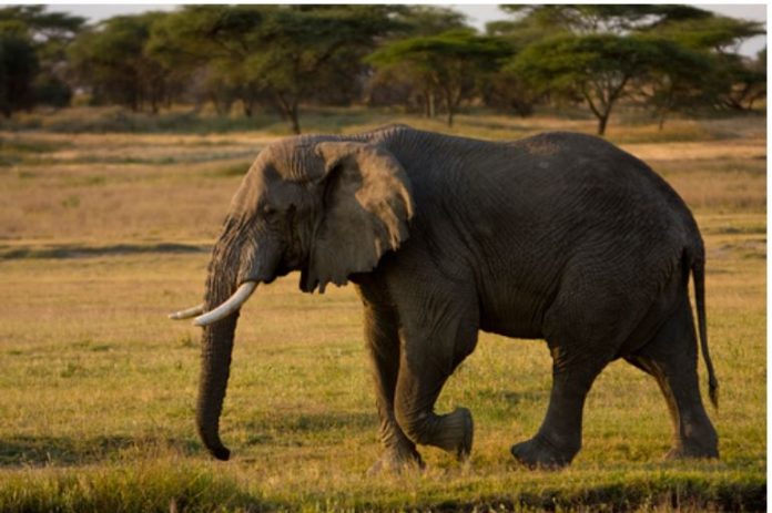 Во Кенија има раст на бројот слонови и жирафи