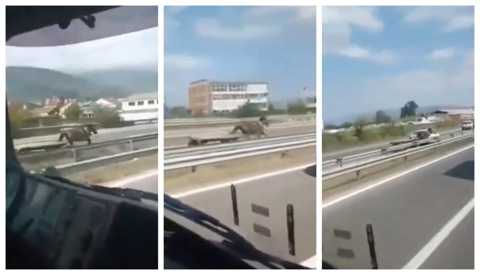 (ВИДЕО) Избегната голема несреќа на автопатот Скопје – Тетово: Коњ со голема брзина трчаше во спротивна насока