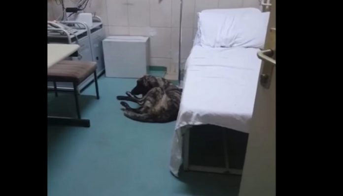 (ВИДЕО) Кучиња шетаат во кичевската болница
