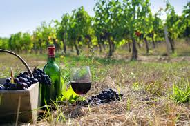 Производството на вино во Франција годинава на најниско ниво во историјата