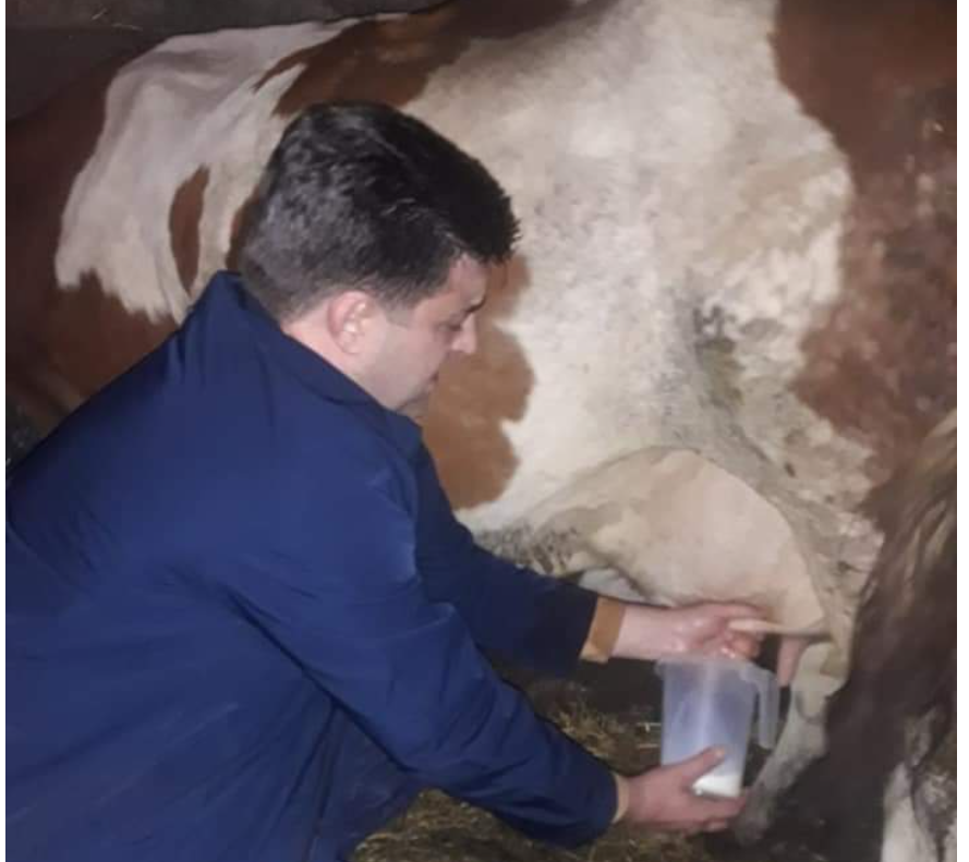 (ФОТО) Градоначалникот на Ѓорче Петров молзеше крава при посетата во Ново Село