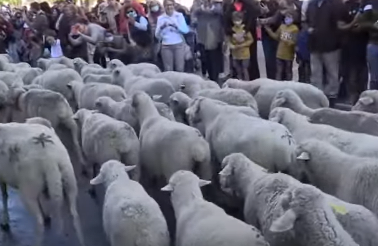 (ВИДЕО) Река од овци среде центарот на Мадрид