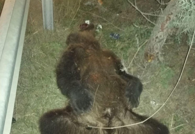 Возило удри и усмрти мечка на автопатот Тетово-Скопје