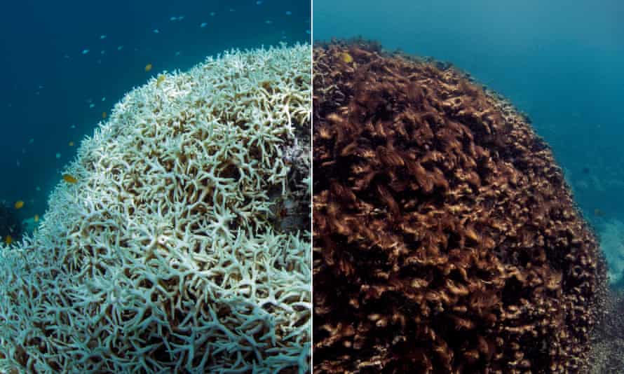 Климатските промени виновни за исчезнување на 14 проценти од коралите во светот