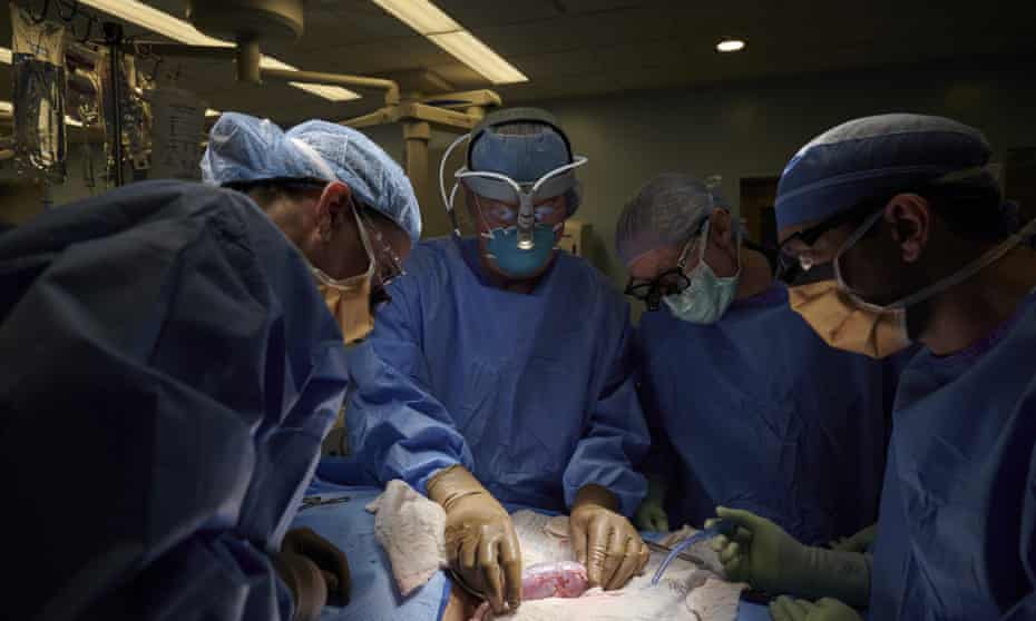 Американски хирурзи успешно трансплантираа бубрег од свињa на човек