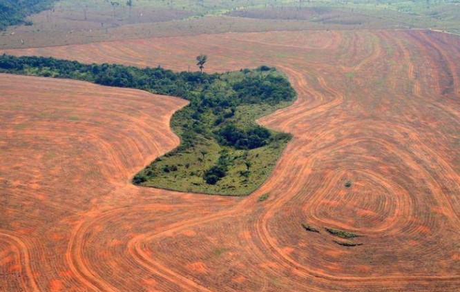 Бразил планира да го запре нелегалното уништување на шумите до 2028 година