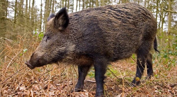Од напад на дива свиња почина ловџија од село Долни Дисан
