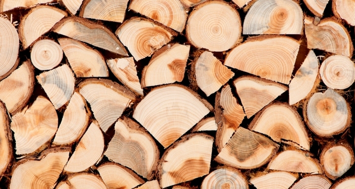 Кривична пријава за референт во ЈП „Национални шуми”, затаил 1,5 кубни метри дрвна маса