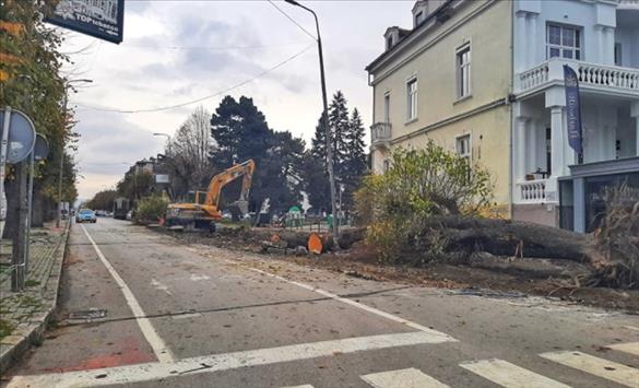 Во Охрид се отстранува стариот дрворед заради реконструкцијата на булеварот „Македонски просветители“