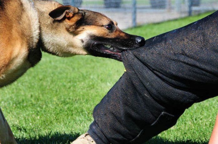 За еден ден три пријавени случаи во Скопје за каснување од куче