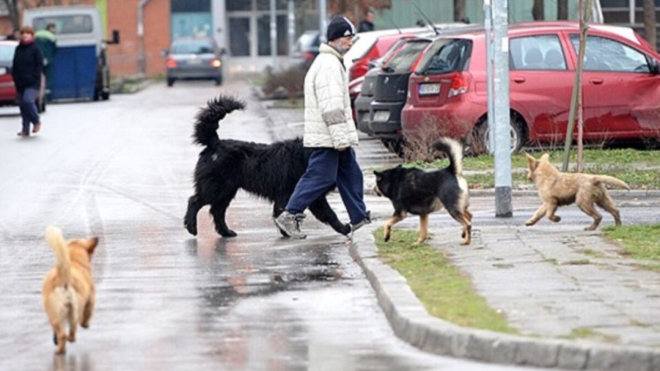 Започна решавањето на проблемот со бездомните кучиња во Ѓорче Петров