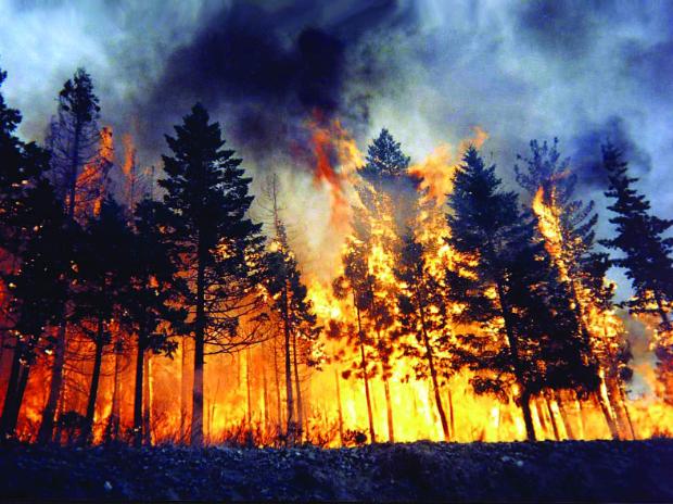 Во пожарите што летото ја зафатија земјава изгореа 482 106 метри кубни дрва, штетата е 2 318 091 000 денари