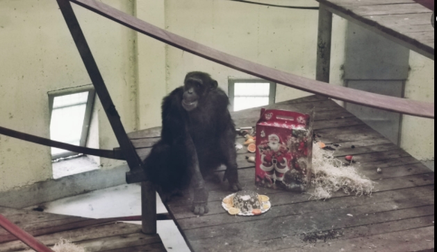 Роденден во Зоо Скопје, шимпанзото Коко наполни 26 години
