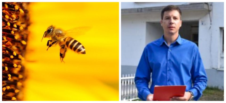 Оштета од 15.000 евра за Васко Паскали поранешен секретар на СДСМ Охрид бидејќи го каснала пчела
